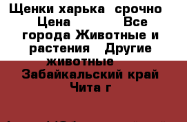 Щенки харька! срочно. › Цена ­ 5 000 - Все города Животные и растения » Другие животные   . Забайкальский край,Чита г.